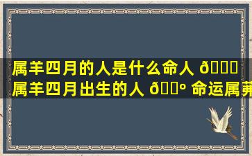 属羊四月的人是什么命人 🍁 （属羊四月出生的人 🌺 命运属茀）